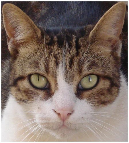 Nova